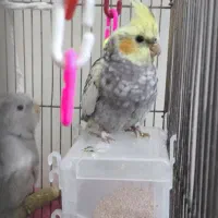 عروس هلندی|پرنده|تهران, مختاری|دیوار