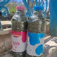 نعناع خشک محلی