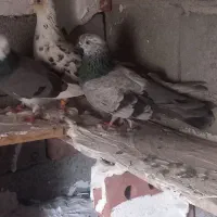 کبوتر اویناخ