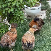 ۷ عدد نیمچه ۳ ماهه کاکلی زیبا با کیفیت خانگی|حیوانات مزرعه|مشهد, شهید رضوی|دیوار