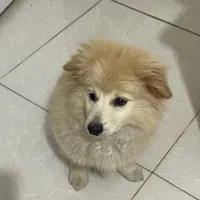 توله سگ پامر و شیتزو خرسی ۴ ماه