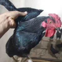 یک عددخروس خالص سیاه