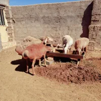میش چینی|حیوانات مزرعه|تربت جام, جامرود|دیوار