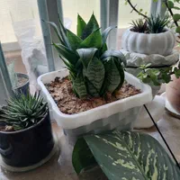 گل های شاداب و زیبا|گل و گیاه طبیعی|شیراز, رکن‌آباد|دیوار