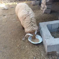 گوسفند نر فحل