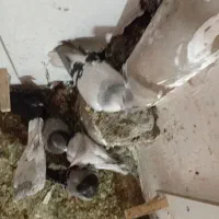 ۳۰ عدد کفتر پرشی