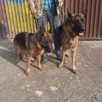 جفت سگ گرگی ژرمن شیب دار نر ماده