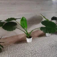 گل بابا آدم|گل و گیاه طبیعی|رشت, یخسازی|دیوار