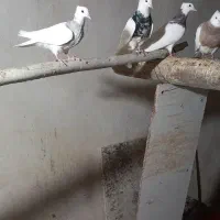 کفتر