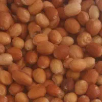 سنجد شیرین ونرم و خوشمزه|خوردنی و آشامیدنی|اصفهان, دستگرده|دیوار