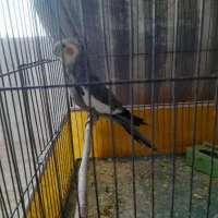 عروس هلندی نر