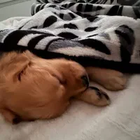 سگ گلدن.سامویید.چاوچاو وارداتی واصیل توله و بالغ