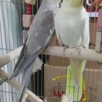 طوطی عروسی|پرنده|الوند, |دیوار