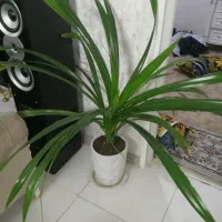 گل فورشی|گل و گیاه طبیعی|ملایر, |دیوار