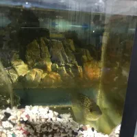 اکواریوم سی در چهل باتمام‌تجهیزات و یک‌ماهی خوب