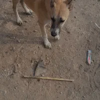 واگذاری طوله ۶ ماهه