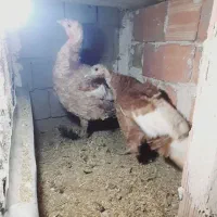 بوقلمون ماده تخم گذار