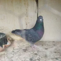 همه عالی به شرط گرفتنی هستن|پرنده|تهران, هاشمی|دیوار