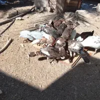 مرغ غاز شاخدار بوقلمون نسل دار