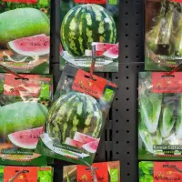 بذر وارداتی  دست اول و با کیفیت عمده وجزئی|گل و گیاه طبیعی|تهران, میدان ولیعصر|دیوار