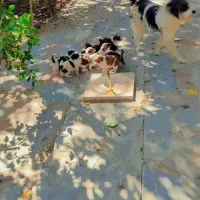 توله شتیتزو|سگ|قمصر, |دیوار