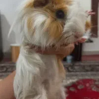 خوکچه هندی