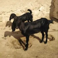 فروش بز