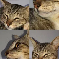 گربه|گربه|شیروان (خراسان), |دیوار