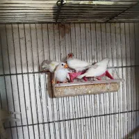 فنج مولدوجوانه سفید