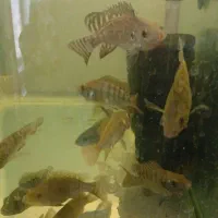 بچه ماهی تیلاپیا|ماهی|تهران, شهرک شریفی|دیوار