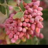 پسته پوک خریدارم درخانه ومحل کار شما فقد تماس بگیر|خدمات باغبانی و درختکاری|رفسنجان, |دیوار