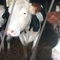 گاو شیری|حیوانات مزرعه|بجنورد, |دیوار