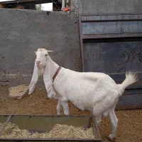 4تا بز گلابی جوان آبستن مایه دار|حیوانات مزرعه|بروجرد, |دیوار