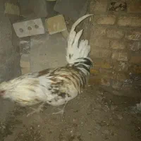 خروس گلین
