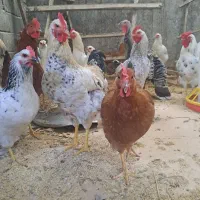 ۵ عدد خروس برای فروش موجوده|حیوانات مزرعه|کلاچای, |دیوار