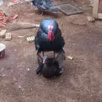 تخم بوقلمو|حیوانات مزرعه|آبادان, |دیوار