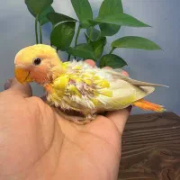 جوجه سرلاکی طوطی کوتوله برزیلی