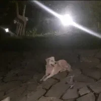 سگ نگهبان ماده|سگ|نوشهر, |دیوار