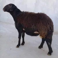 پخشگوسفند ارگانیک و جوان پروارشد مناسب قربانی زنده|حیوانات مزرعه|تهران, صادقیه|دیوار