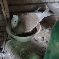 کبوتر تیرماه باجوجه