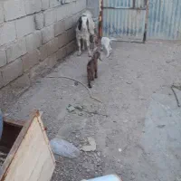 بز نیدی|پرنده|خرمشهر, |دیوار