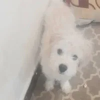 اشپیتز ماده عقیم شده|سگ|کیش, |دیوار