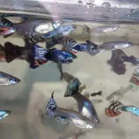 ماهی گوپی کوپی