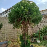 کاج بزرگ 5 ساله بالای 2.5 متر با تخفیف|گل و گیاه طبیعی|فومن, |دیوار