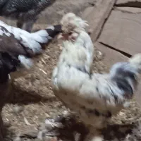 مرغ وخروس زینتی کل مرغ وخروس جوجه زیرمرغ ب شرط تخم|حیوانات مزرعه|میبد, |دیوار