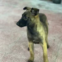 واگذاری سگ‌ مالینویز|سگ|پره‌سر, |دیوار