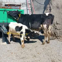 گاو شیری|حیوانات مزرعه|هشترود, |دیوار