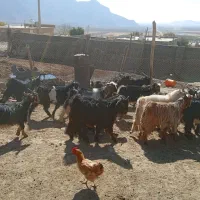 ۵ راس کهره نر چاق|حیوانات مزرعه|بانش, |دیوار