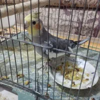 عروس هلندی و مینا