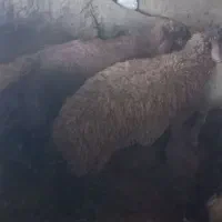 بره